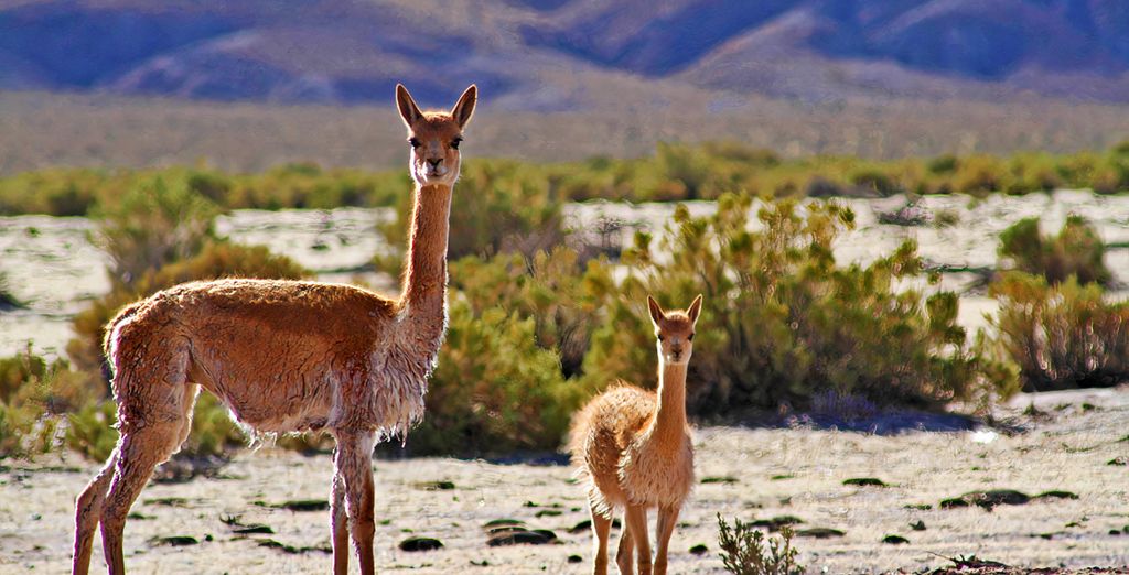Soggiorno in libertà: Avventura sulle Ande con possibile estensione a Paracas