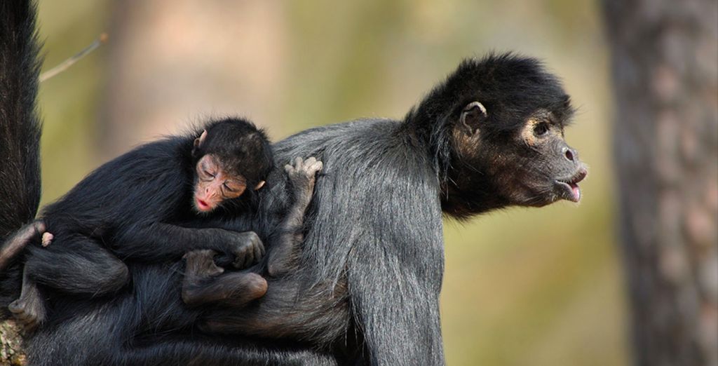Tour privato di 9 notti del Perù con possibile estensione in Amazzonia