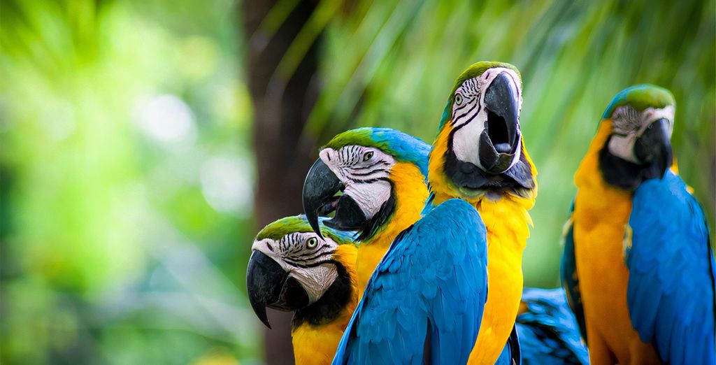 Tour privato di 9 notti del Perù con possibile estensione in Amazzonia