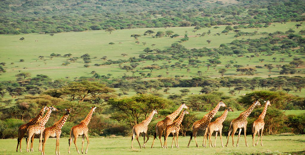 Combinato Safari e Sea Cliff Resort & Spa 5*