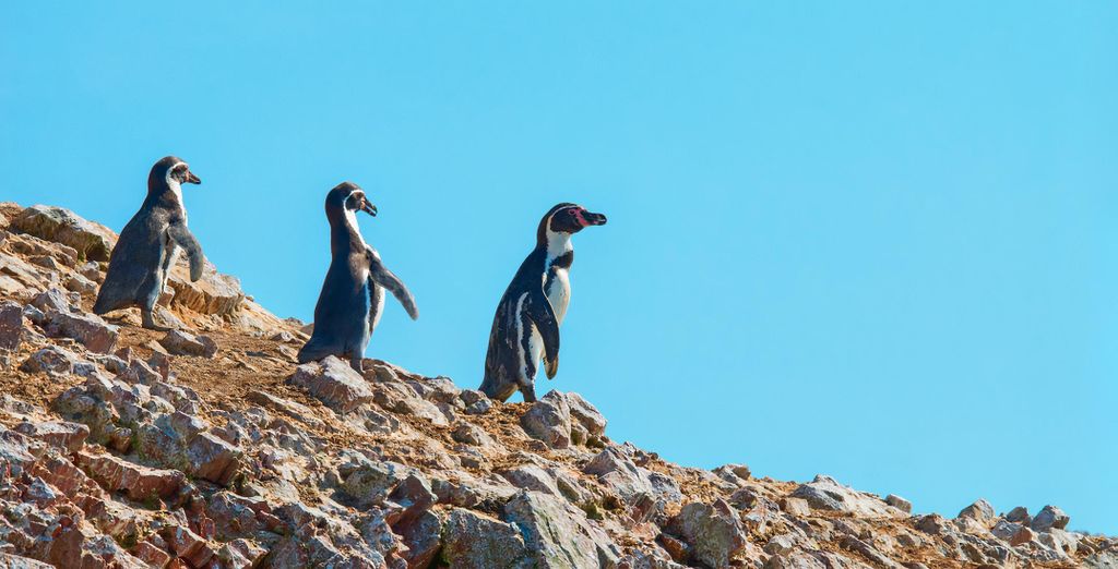 Circuito de lujo en Cuzco con posible extensión a Paracas