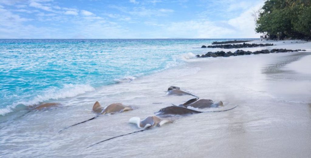 Taj Coral Reef Resort & Spa 5*
