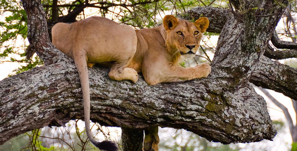 Safari in 5 oder 7 Nächten und Zanzibar Pearl - Boutique Hotel & Villas 4*