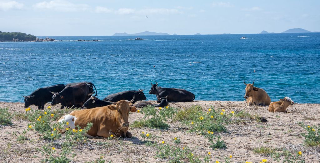 Les Villas De Bel Godere - con volo o Sardinia Ferries