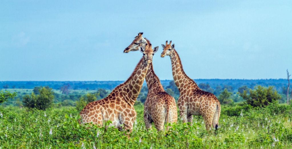 Mopaya Safari Lodge e Hotel Anew Parktonian 4*