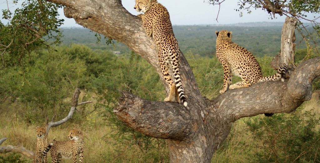 Mopaya Safari Lodge e Hotel Anew Parktonian 4*