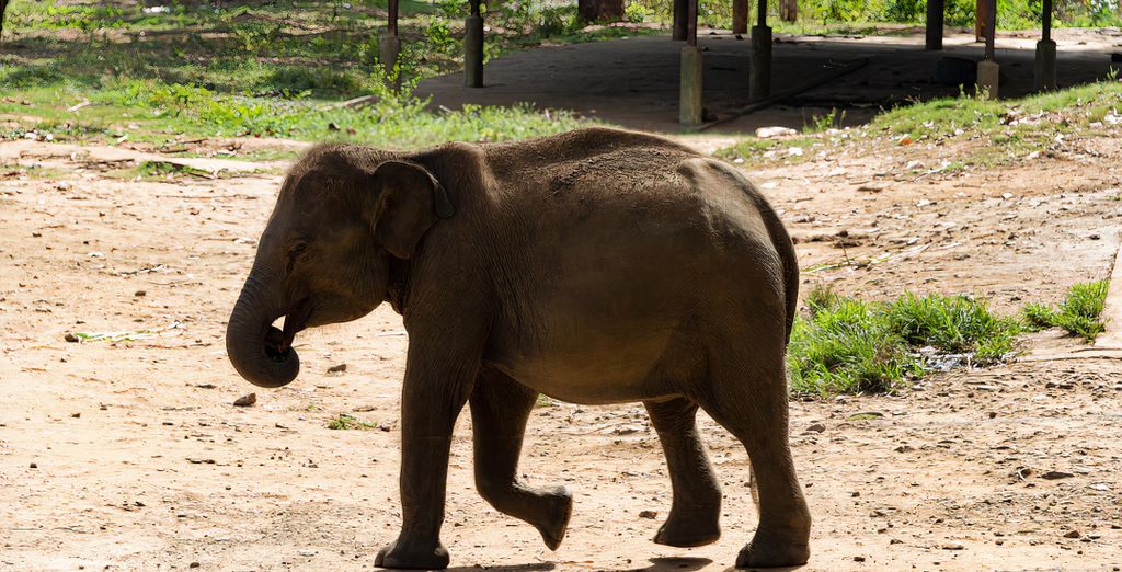 Tour privato dello Sri Lanka in 10 o 12 notti