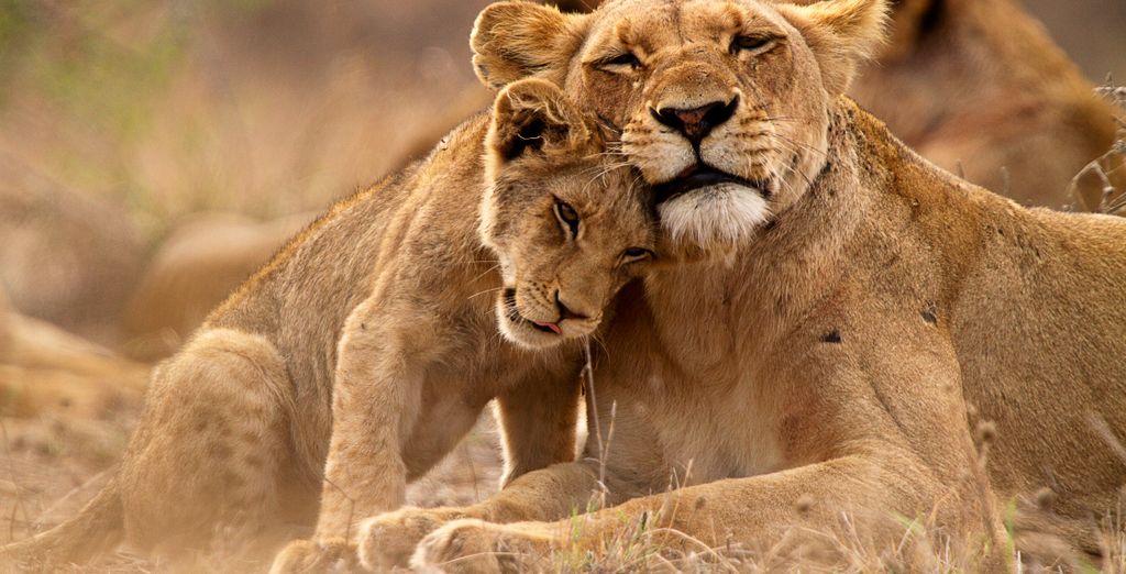 Safari al Letamo Qwabi Private Game Reserve