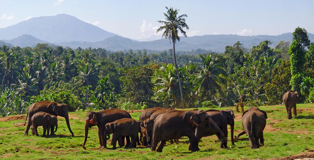 Circuito lo mejor de Sri Lanka con opción a Maldivas