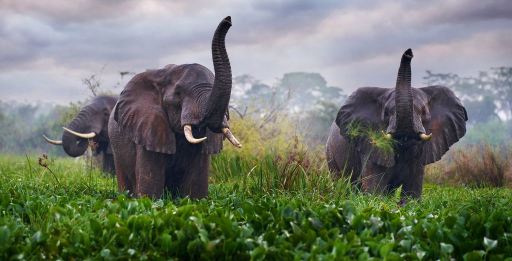 Tour Privato Uganda, Gorilla e Safari di 10 notti