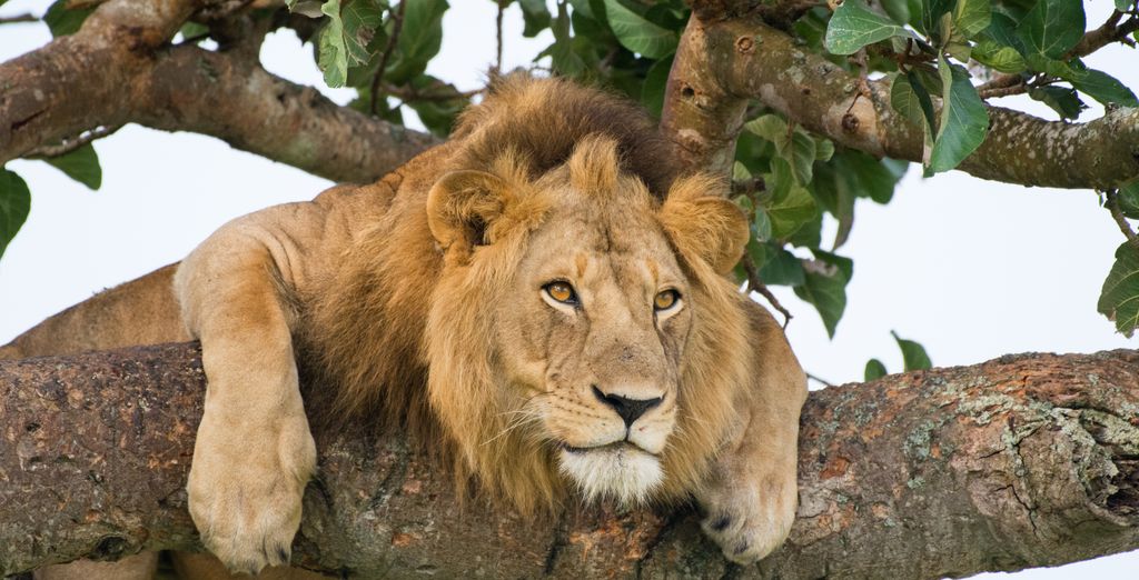 Tour Privato Uganda, Gorilla e Safari di 10 notti