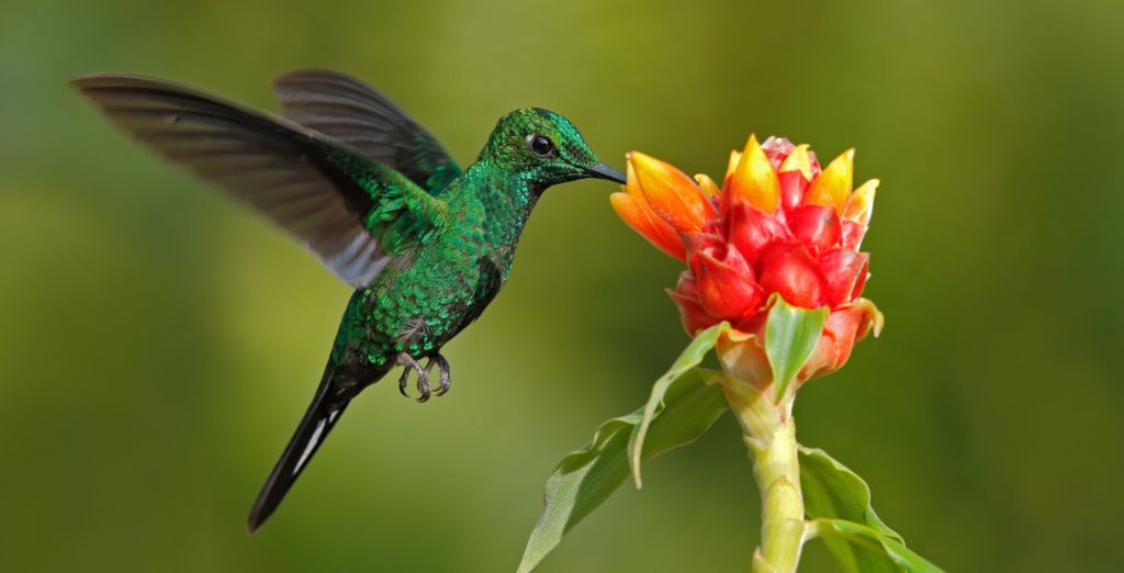 Autotour tra spiagge incantevoli e natura in Costa Rica di 8, 10 o 12 notti