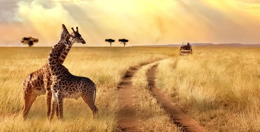 Safari con possibile estensione al Baobab Beach Resort and Spa 4* 