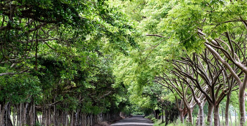 Autotour tra spiagge incantevoli e natura in Costa Rica di 8, 10 o 12 notti
