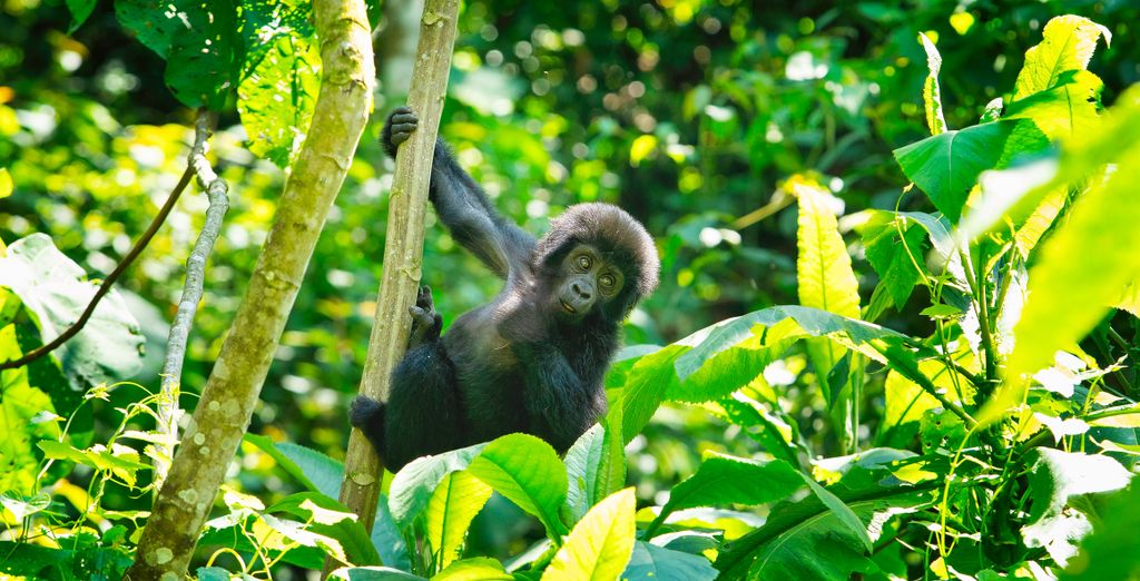 Tour Privato "Magical Uganda Safari"
