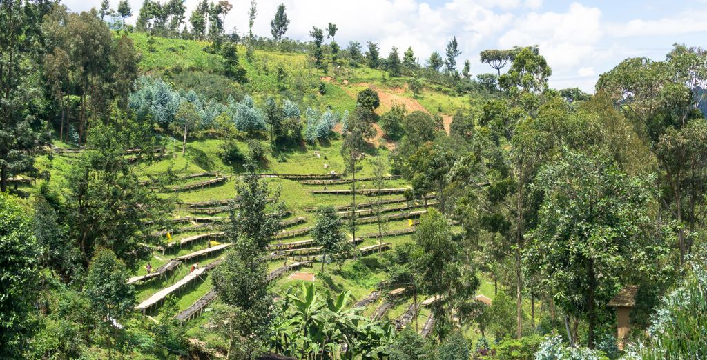 Circuit privé : Voyage au Rwanda et en Ouganda 