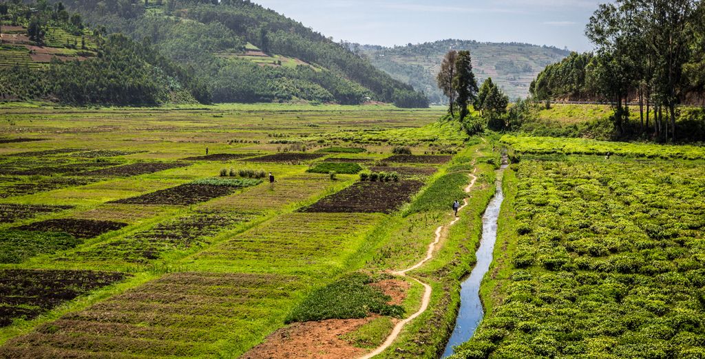 Circuit privé : Voyage au Rwanda et en Ouganda 