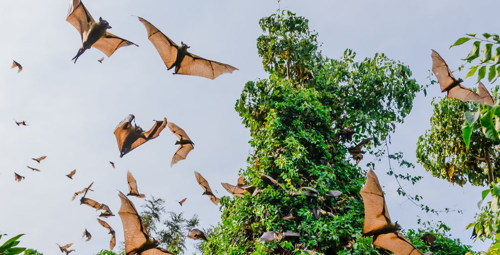 Safari di 9 notti con gorilla trekking