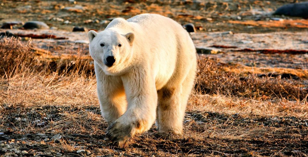 Crociera di 7 notti ultima fermata prima del Polo Nord