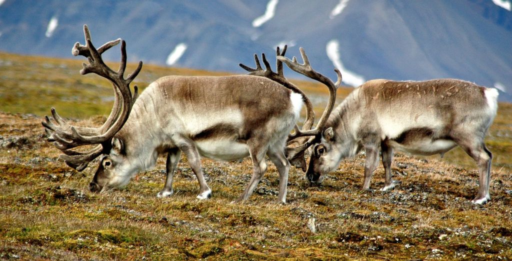 Crociera di 7 notti ultima fermata prima del Polo Nord