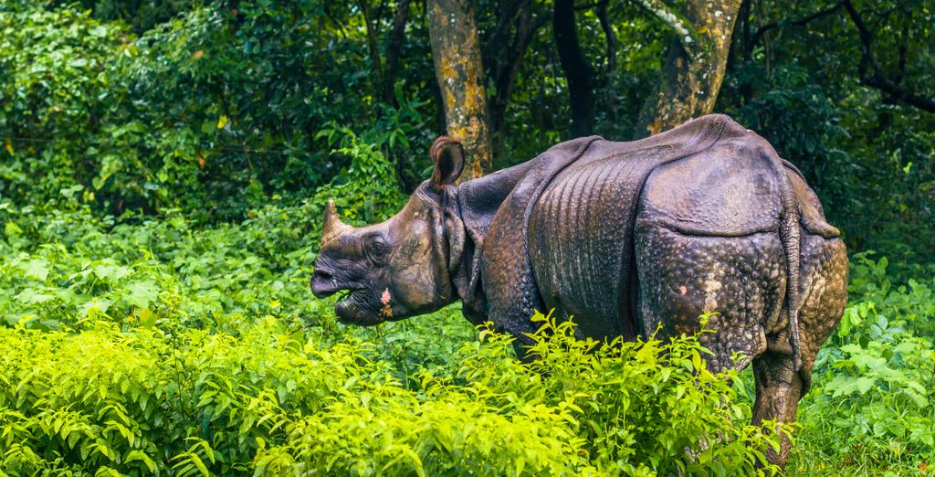 Tour privato "I punti salienti del Nepal"