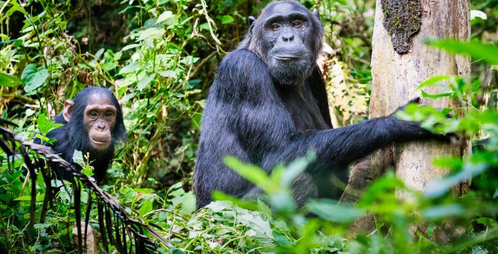 Tour Privato Uganda, Gorilla e Safari di 10 notti