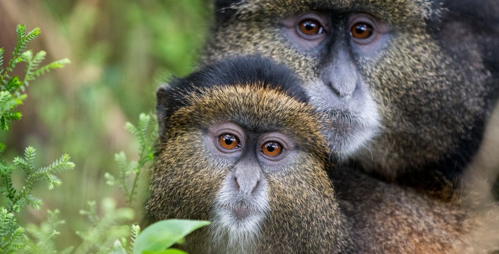 Alla scoperta dell'Uganda e Ruanda in Safari privato
