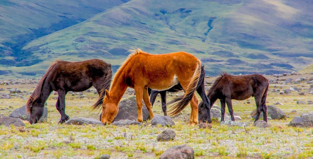 I paradisi naturali dell'Ecuador con estensione facoltativa alle Galapagos