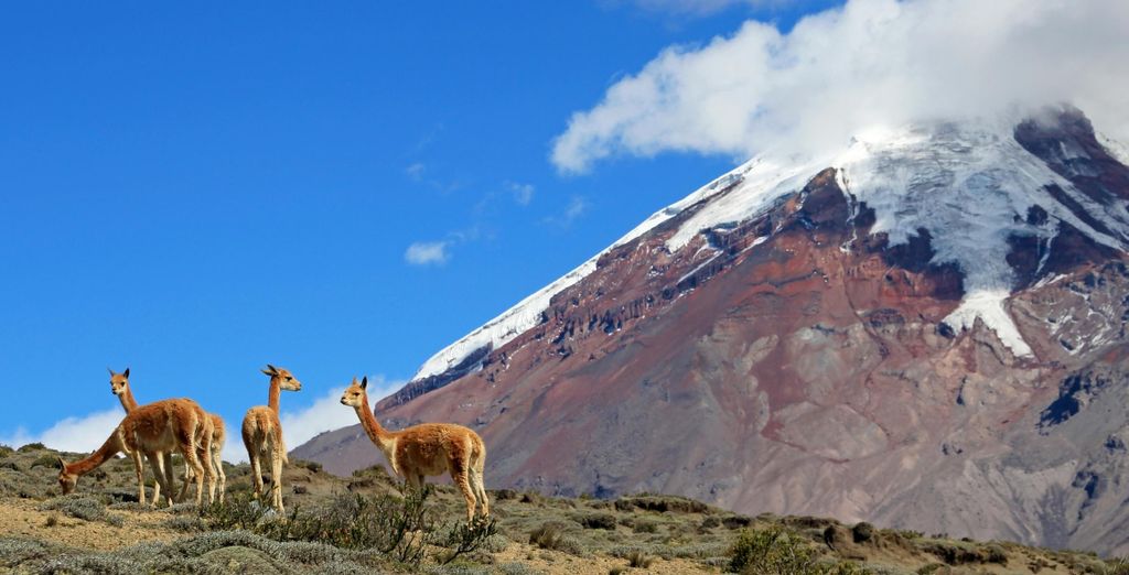I paradisi naturali dell'Ecuador con estensione facoltativa alle Galapagos