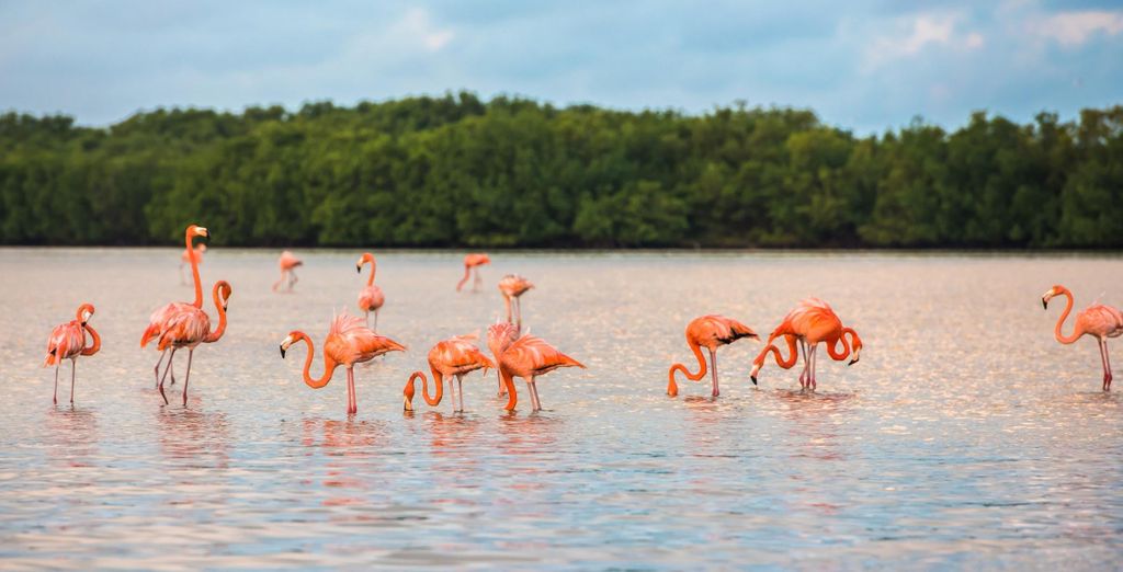 Autotour allo scoperta dello Yucatan di 5 notti con estensione mare di 3 o 5 notti