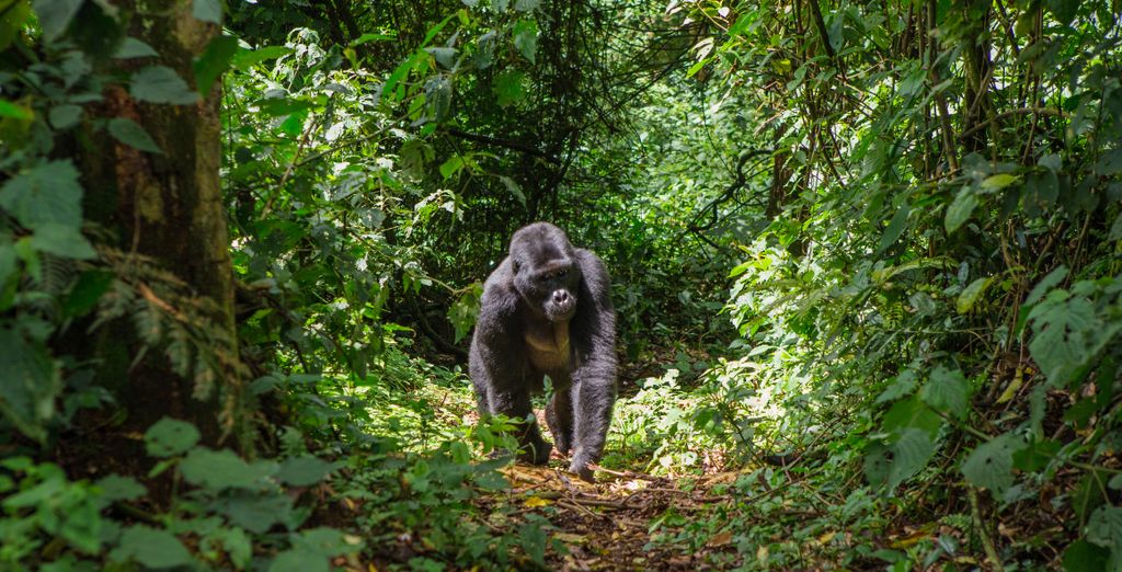 Tour Privato Uganda, Gorilla e Safari di 10 notti