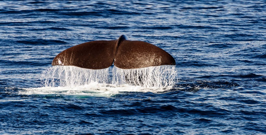 Tour di gruppo tra le Isole Lofoten e Capo Nord 