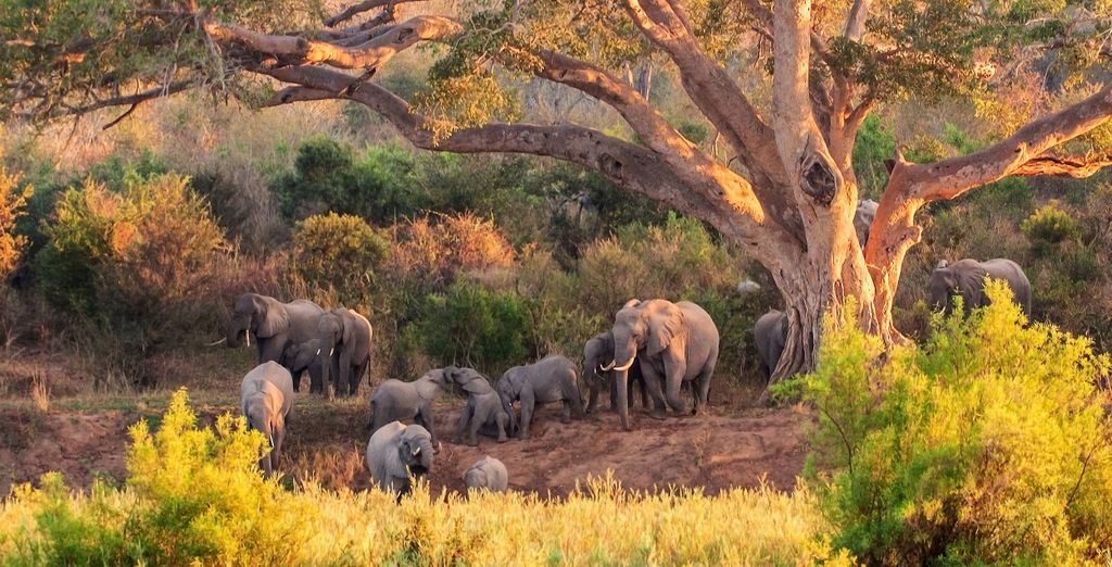 Safari al Nkambeni Safari Camp