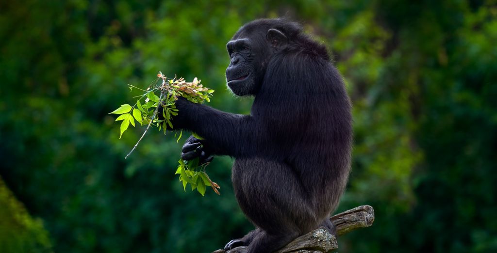 Tour Privato Uganda, Gorilla e Safari di 10 notti