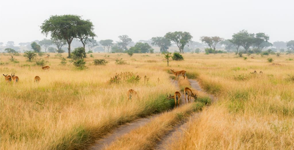 Tour Privato Uganda, Gorilla e Safari di 10 notti