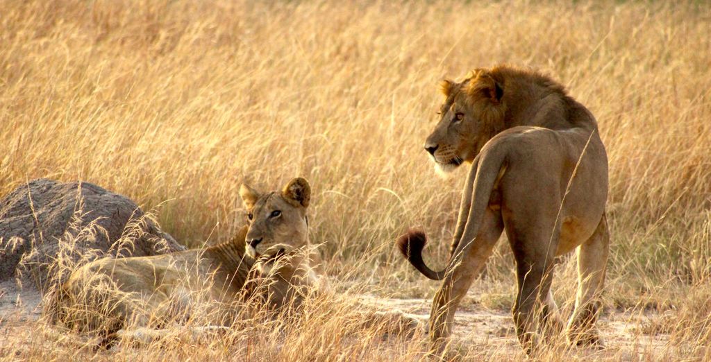 Tour Privato Uganda, Gorilla e Safari di 10 notti