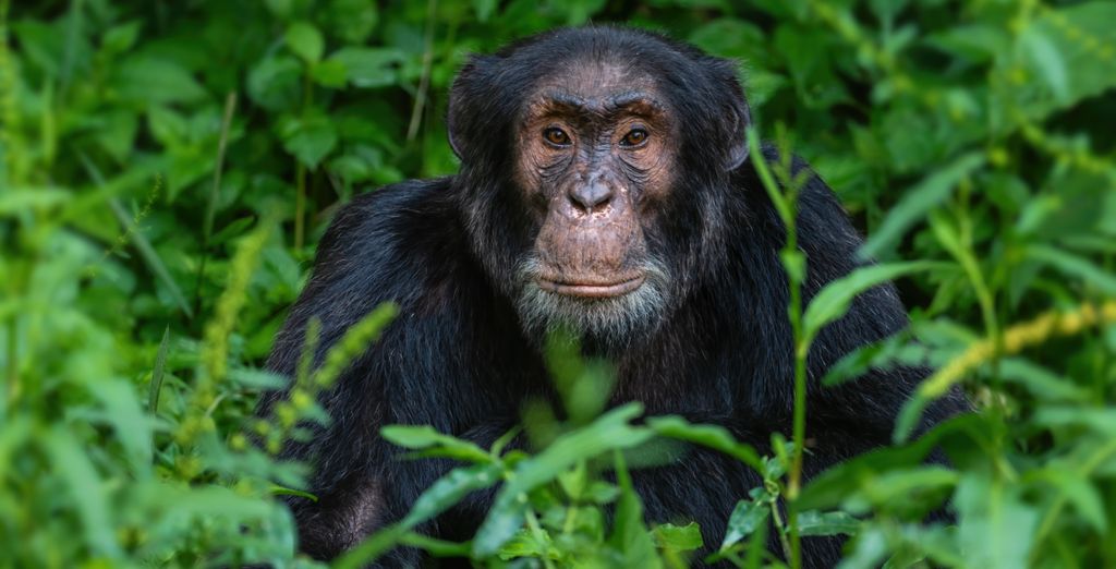 Tour Privato Uganda, Gorilla e Safari di 10 notti