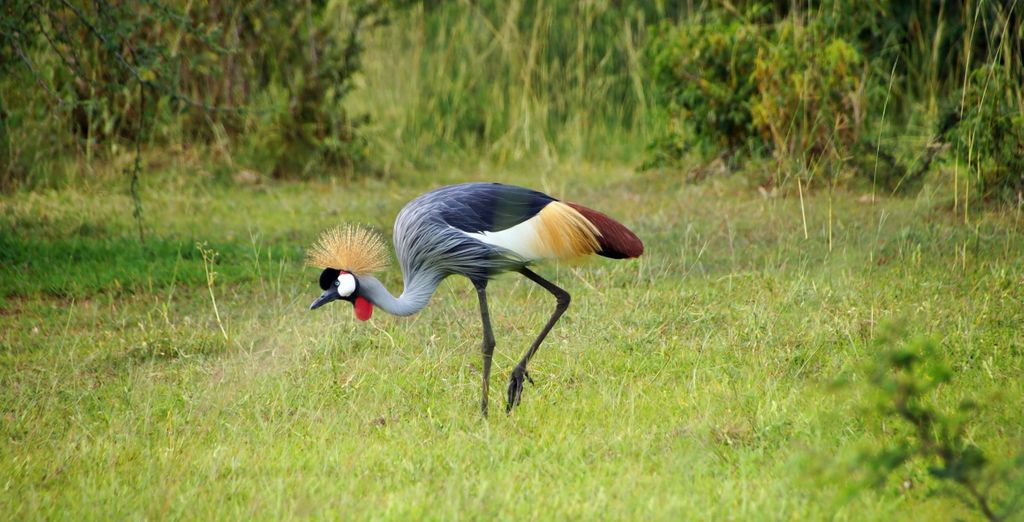 Tour Privato Uganda, Gorilla e Safari di 10 notti