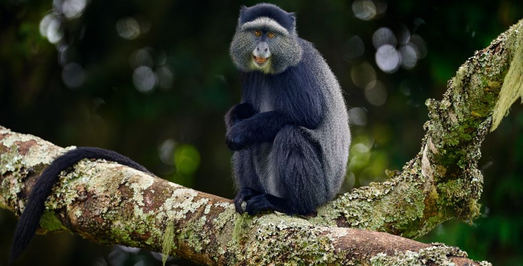 Tour Privato Uganda, Gorilla e Safari di 10 notti