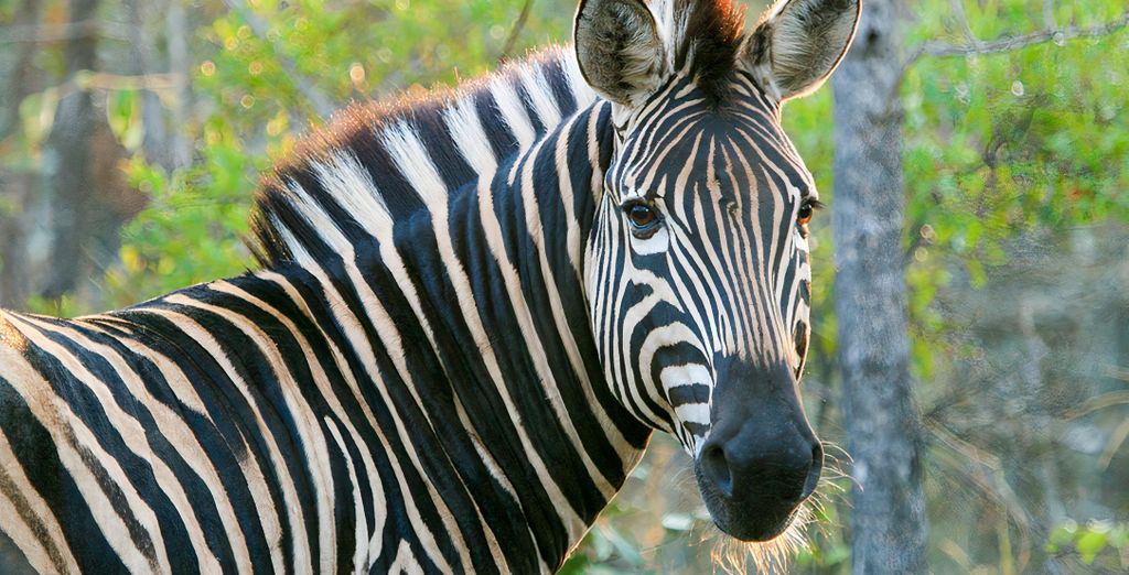 Safari di 6 notti in riserva privata