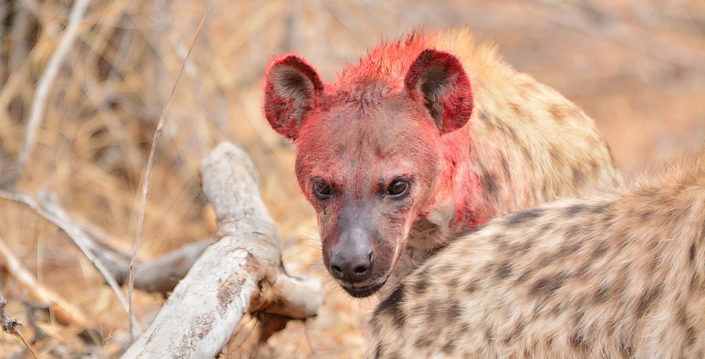 Safari di 6 notti in riserva privata