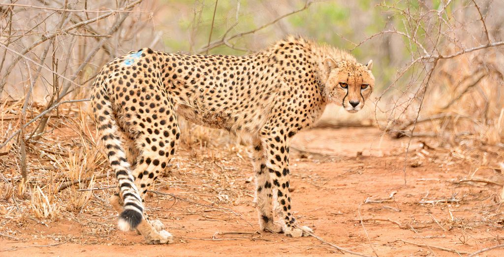 Safari di 6 notti in riserva privata