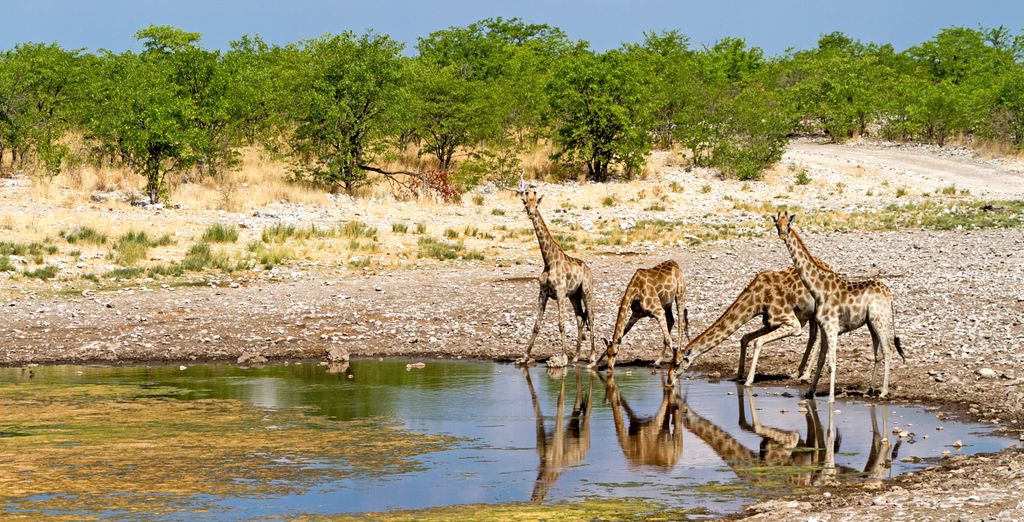 Safari di 7 notti in Namibia