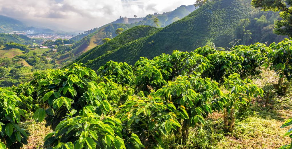 Tour di 7 notti con eventuale estensione di 2 notti nel cuore della Colombia