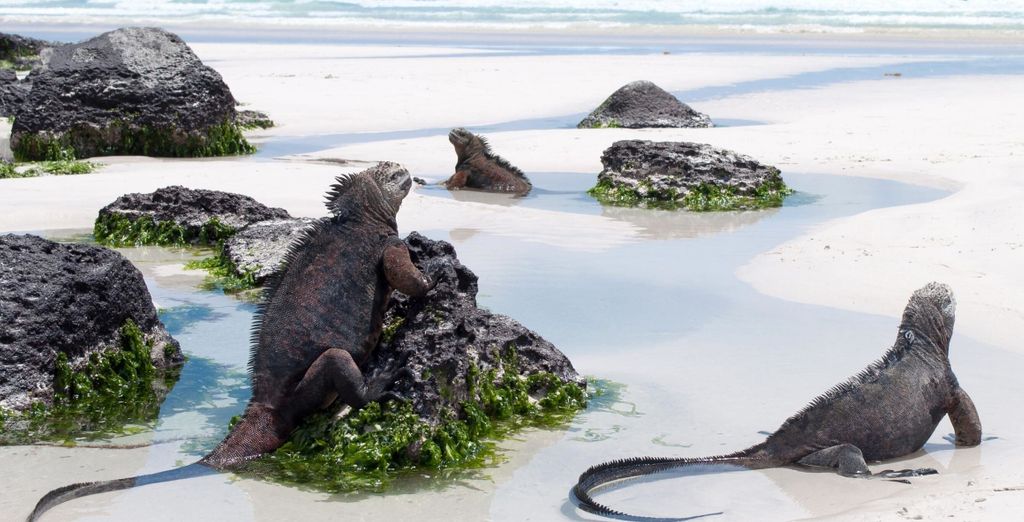Tour di 10 notti l'essenziale dell'Ecuador con possibile crociera