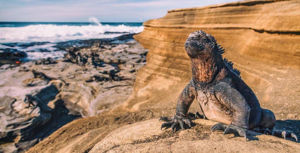 Tour di 10 notti l'essenziale dell'Ecuador con possibile crociera