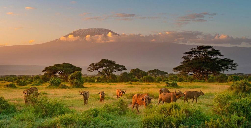 Safari in Kenia mit Strandverlängerung