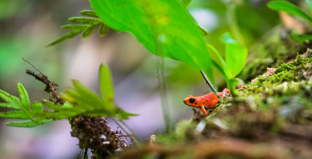 Tour di 9 notti alla scoperta della natura di Panama