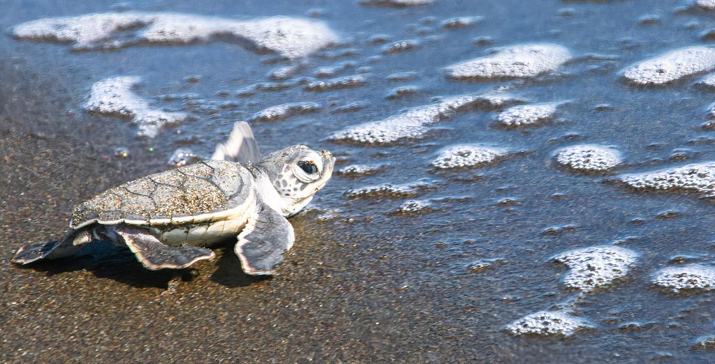 Autotour di 8, 10 o 12 notti tra giungle e spiagge della Costa Rica