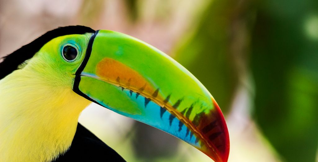 Combinato Westin Playa Bonita 4* e Gamboa Rainforest Reserve 5*
